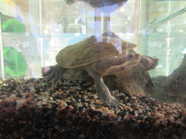 Henry the Murray River Turtle, Berri, SA, June 6, 2015