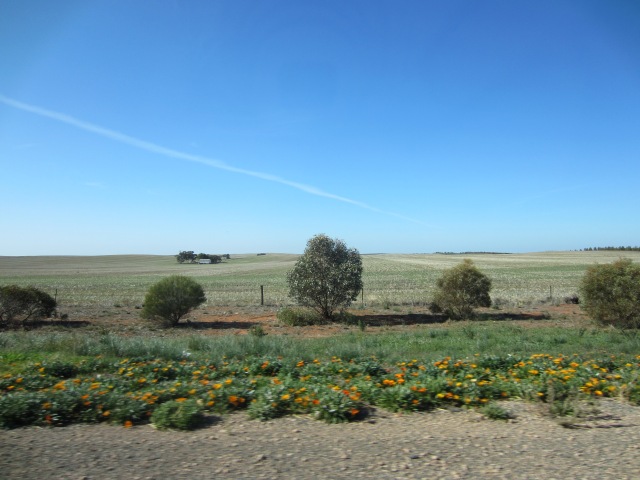 Massive farmlands in the Riverlands, Berri, SA, June 6, 2015