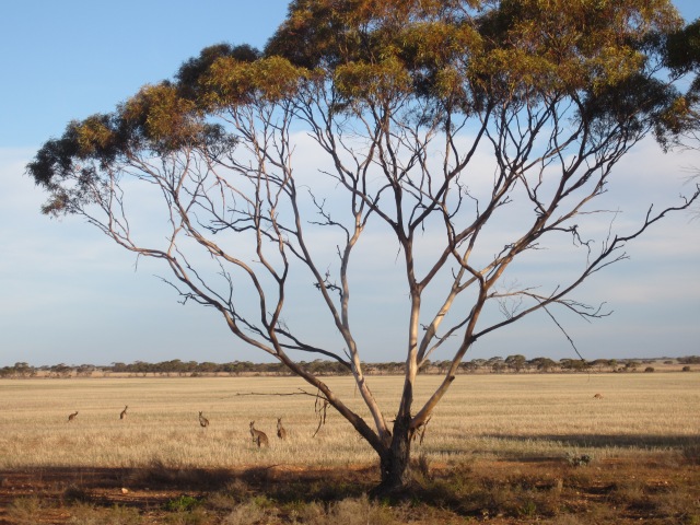 Wild kangaroos beside Mallee Gum tree , SA, June 6,  2015