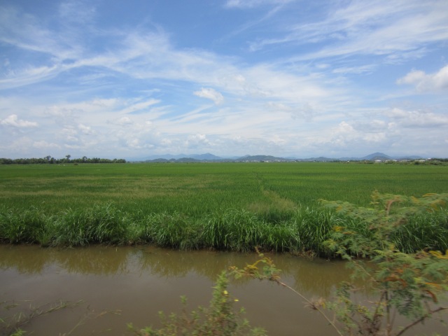 Detour through the rice fields, July 14, 2015
